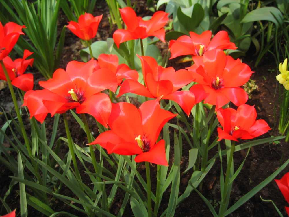 Tulipa linifolia (Leinblättrige Tulpe)